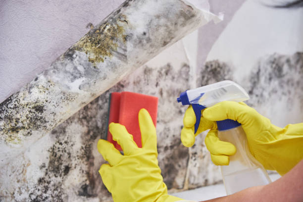 Best Water Damage & Mold Remediation in Franklin, KY